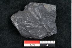 Foto (Detailansicht) von Baiera australis Ettingshausen (NHMW-GEO-2024-0188-10277b)